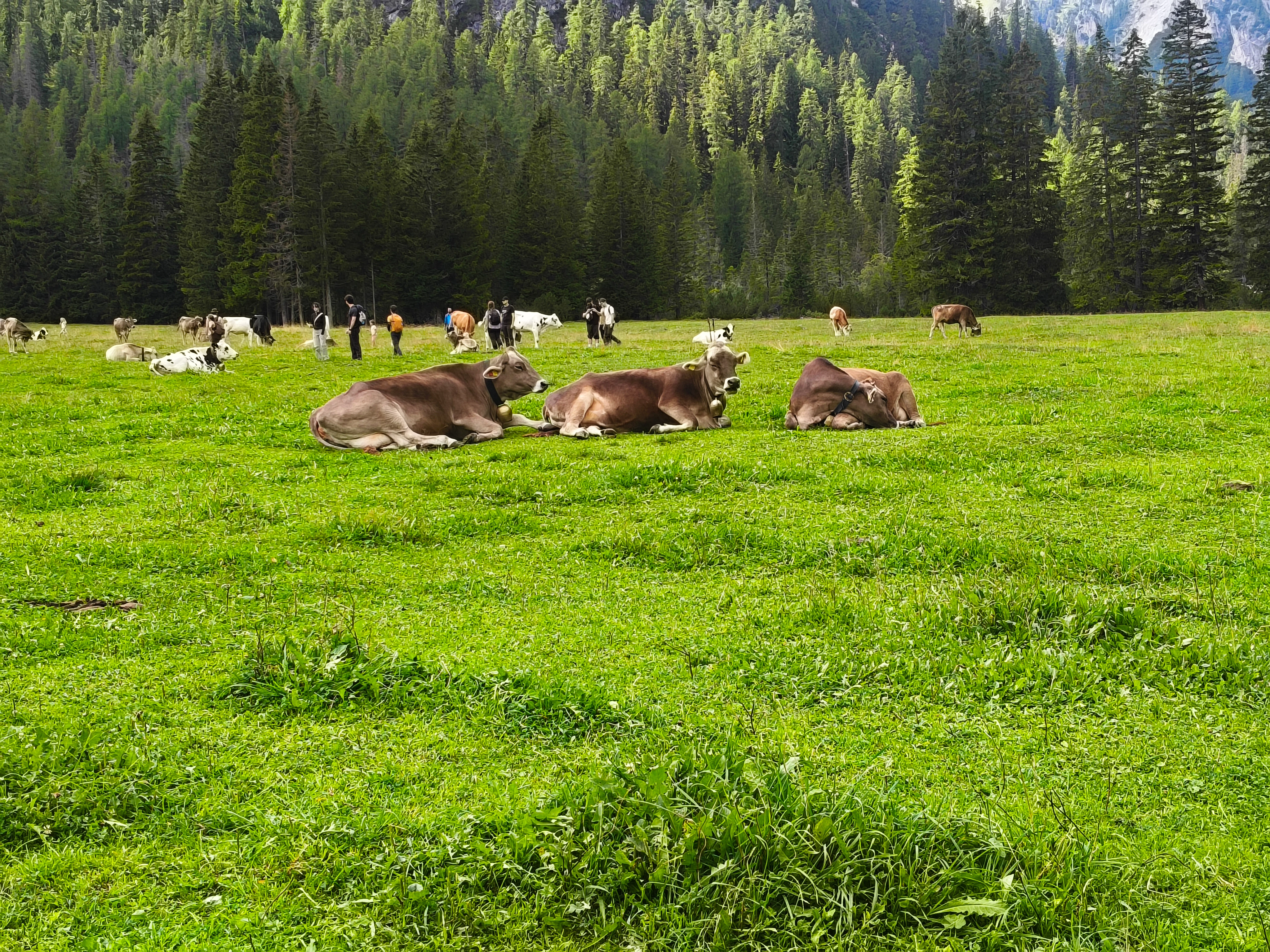 Malga Foresta